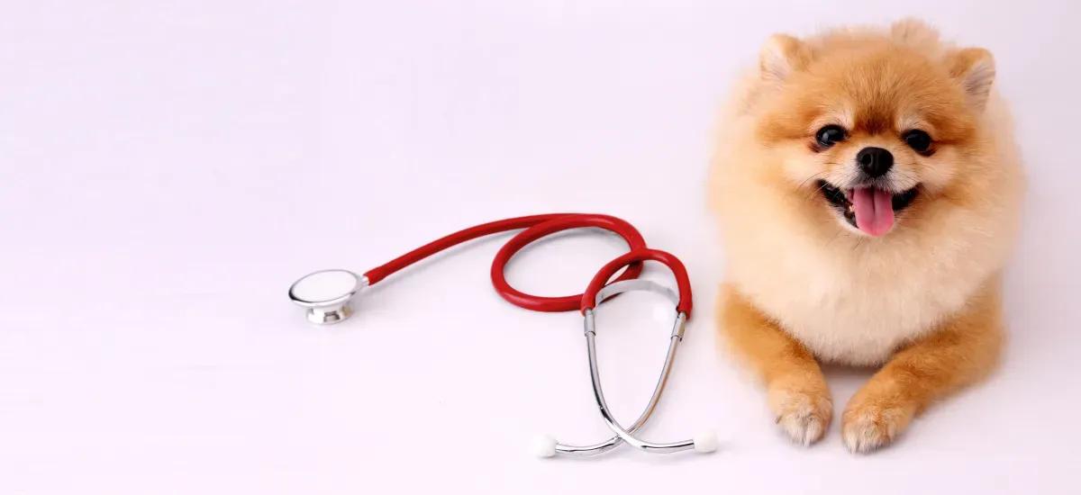Digital-First Pet Insurance: Why Lemonade Is a Smart Match for Modern Pet Parents